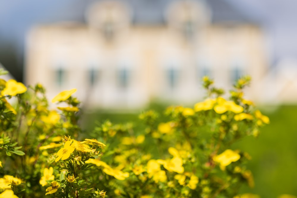 blommor framför österåsen