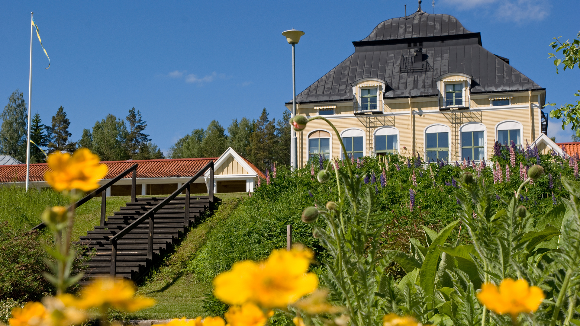 Österåsen, grön slänt och blommor