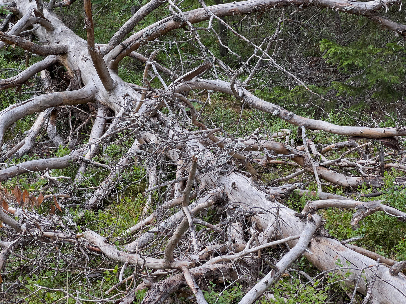 En grånad, död trädstam ligger på marken, diagonalt från övre vänstra hörnet på bilden till nedre högra. Kvistar spretar åt alla håll. 