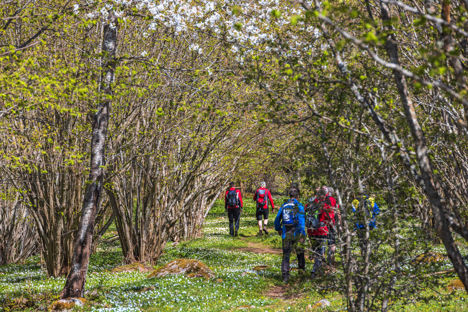 En grupp människor som vandrar i skogsmiljö med vitsipport och träd