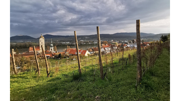 Krems omgivningar med vinodlingar, staden och Donau i bakgrunden. 