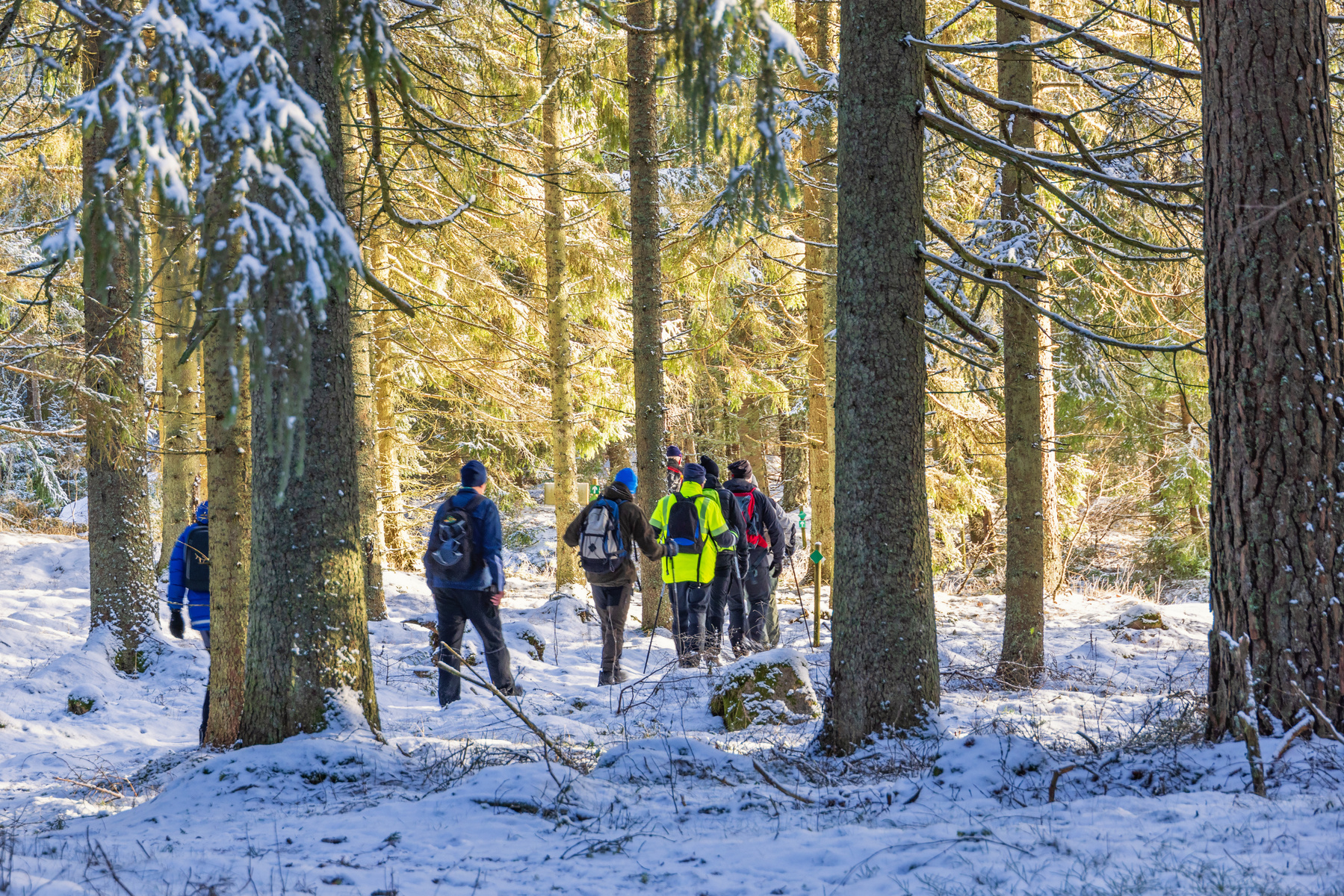 En grupp med vandrare i vintrig skogsmiljö, med träd i förgrunden.