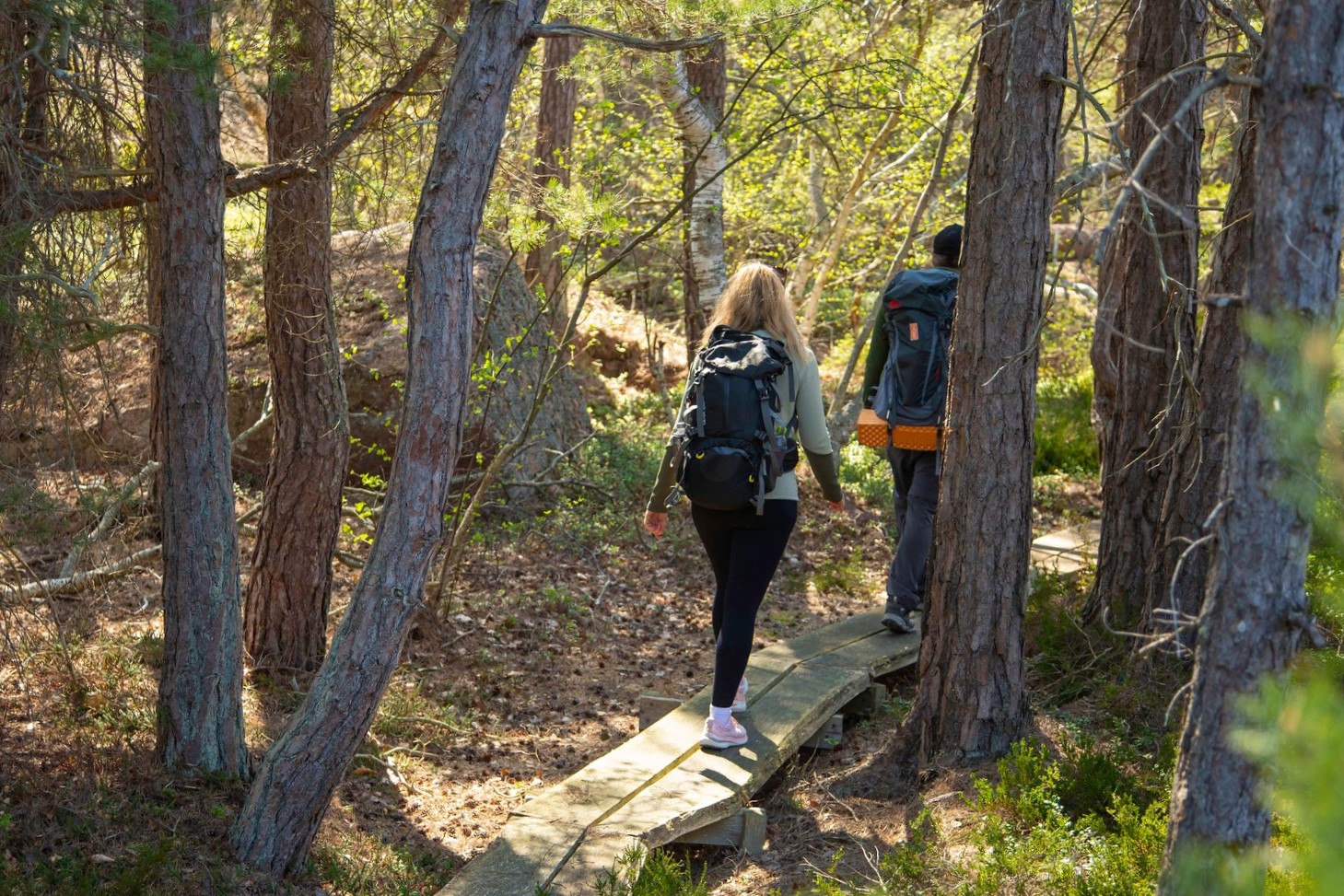 Två personer vandra på spångar i en skog..